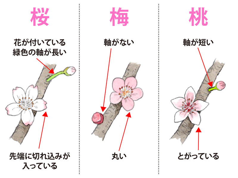 梅・桃・桜の見分け方｜放課後等デイサービス【みつばち児童